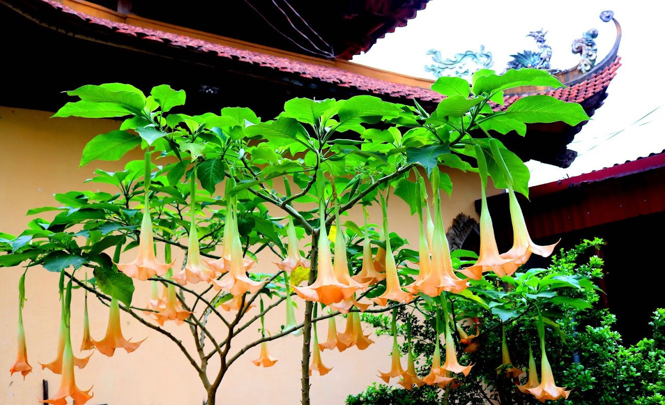 Phòng Khám Bs Da Liễu Hoàng Đình Mạnh